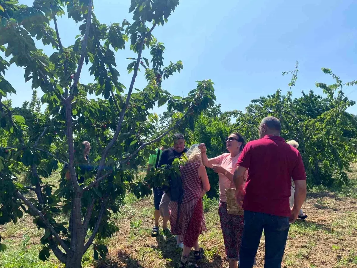 Perihan Savaş Yıllar Sonra Kirazlı'da Kiraz Hasadına Katıldı