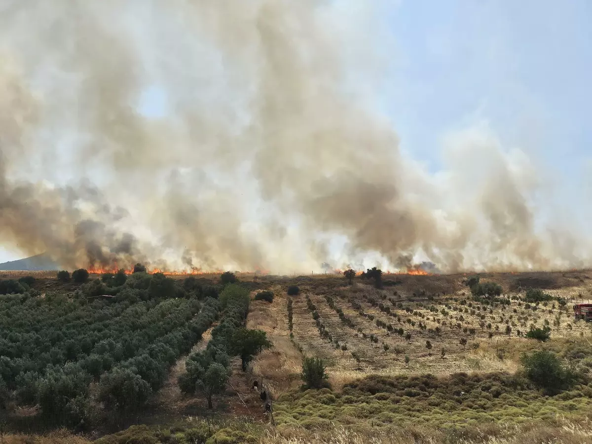 İzmir Foça'da Yangın: 4 Hektar Alan Zarar Gördü