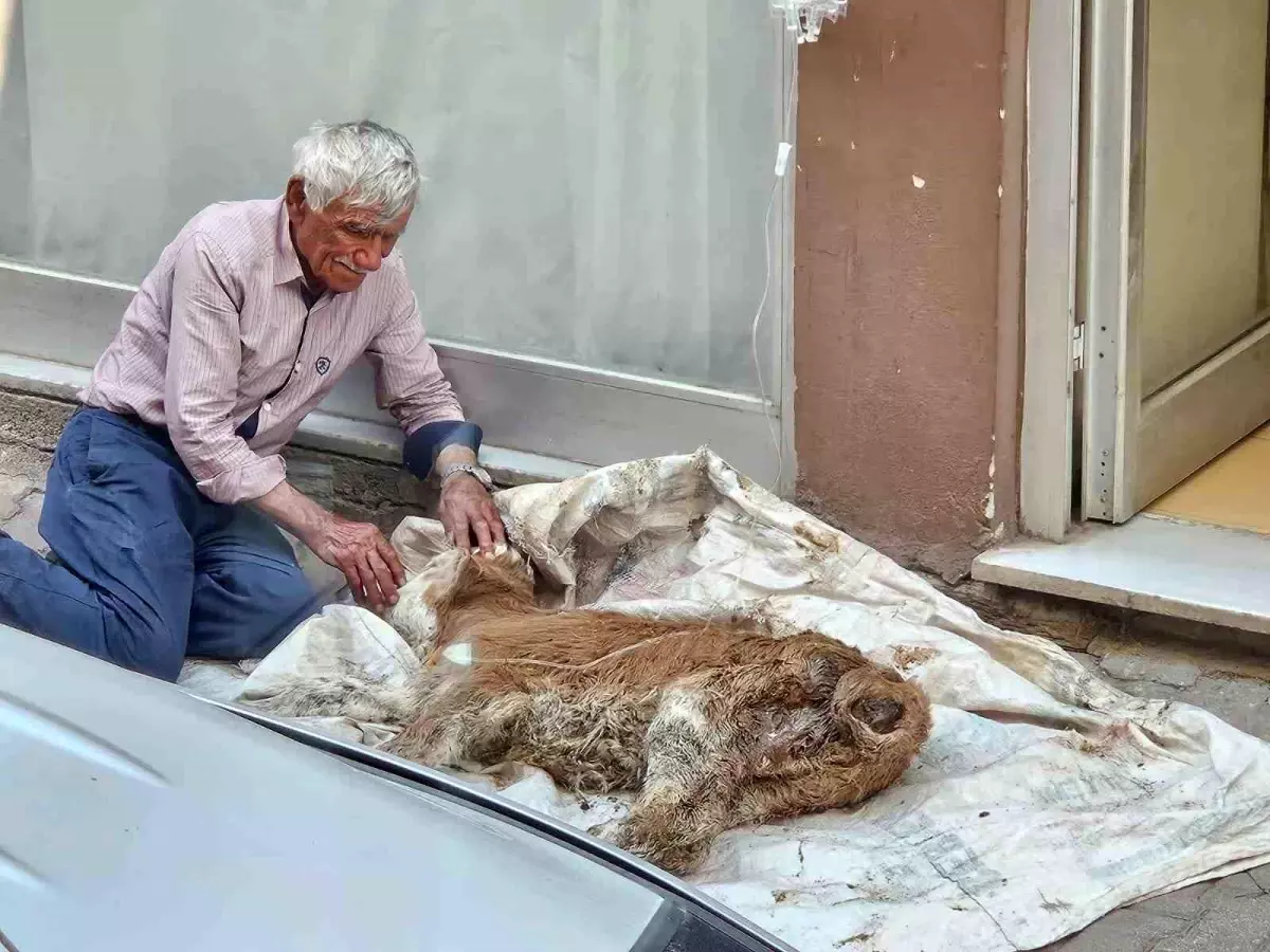 Sivas'ta Bir Babayiğidin Buzağıya Olan Şefkati Duygulandırdı
