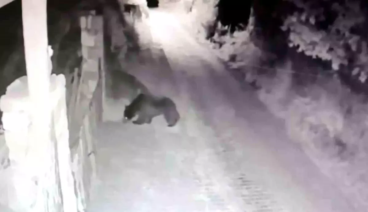 Karabük'te Ayı Bahçe Kapısını Açtı, Korkup Uzaklaştı