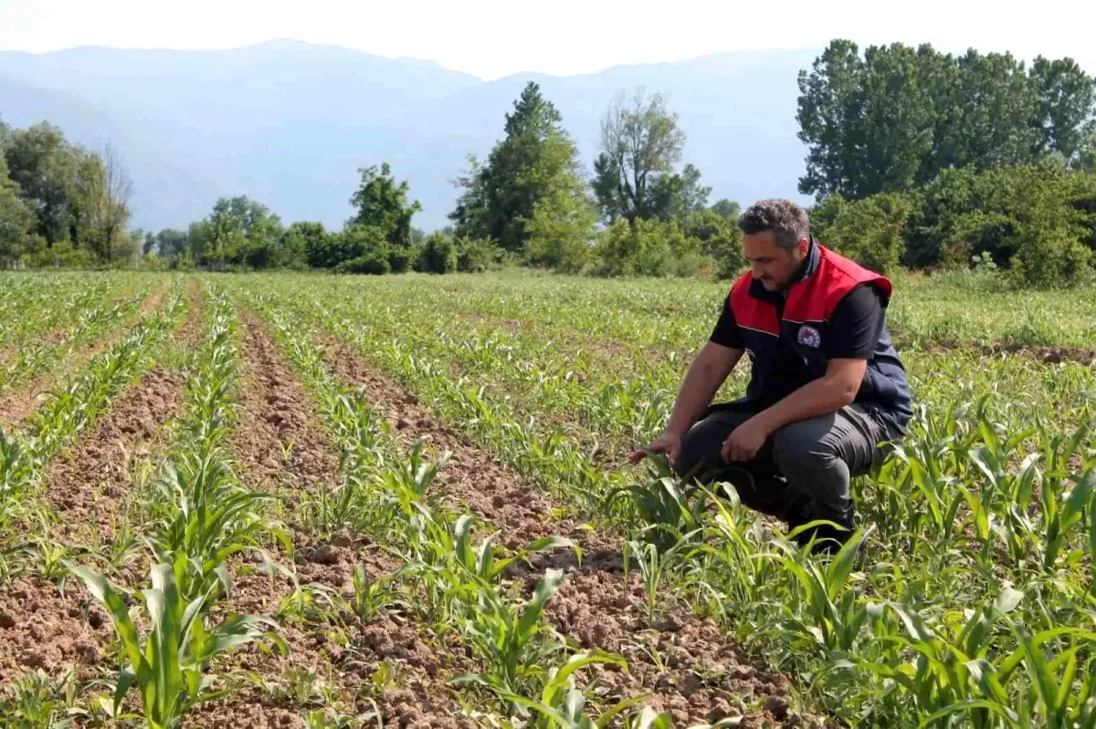 Düzce'de Mısır Üreticilerine Doğal Afet Sigortası Duyurusu