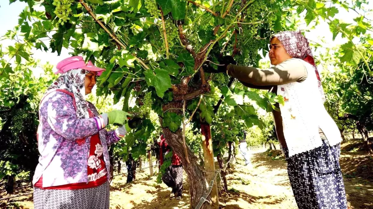Sarıgöl'de Çiftçiler Üzüm Bağlarında Çalışmalara Başladı