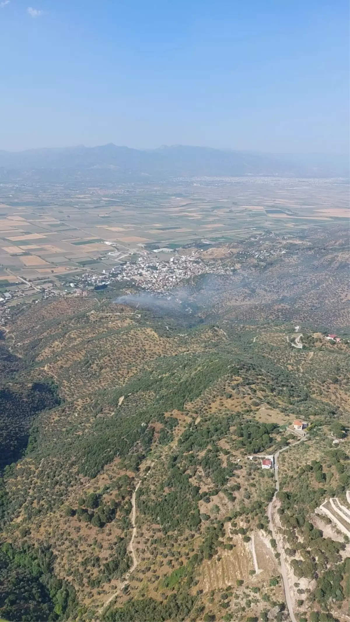 Aydın'da Zeytin Ağaçlarıyla Kaplı Tarım Arazisinde Yangın