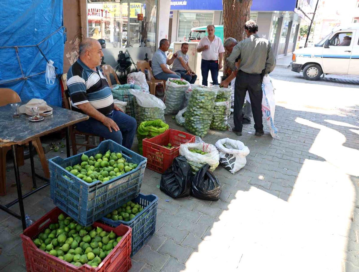 Aydın incirinde 'ilekleme' sezonu başladı