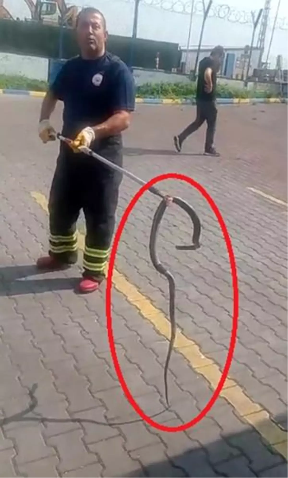 Hatay'da Fabrikaya Giren Yılan İtfaiye Tarafından Yakalandı