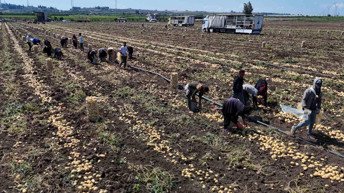 Adana'da Erkenci Patates Fiyatları Düşüşe Geçti