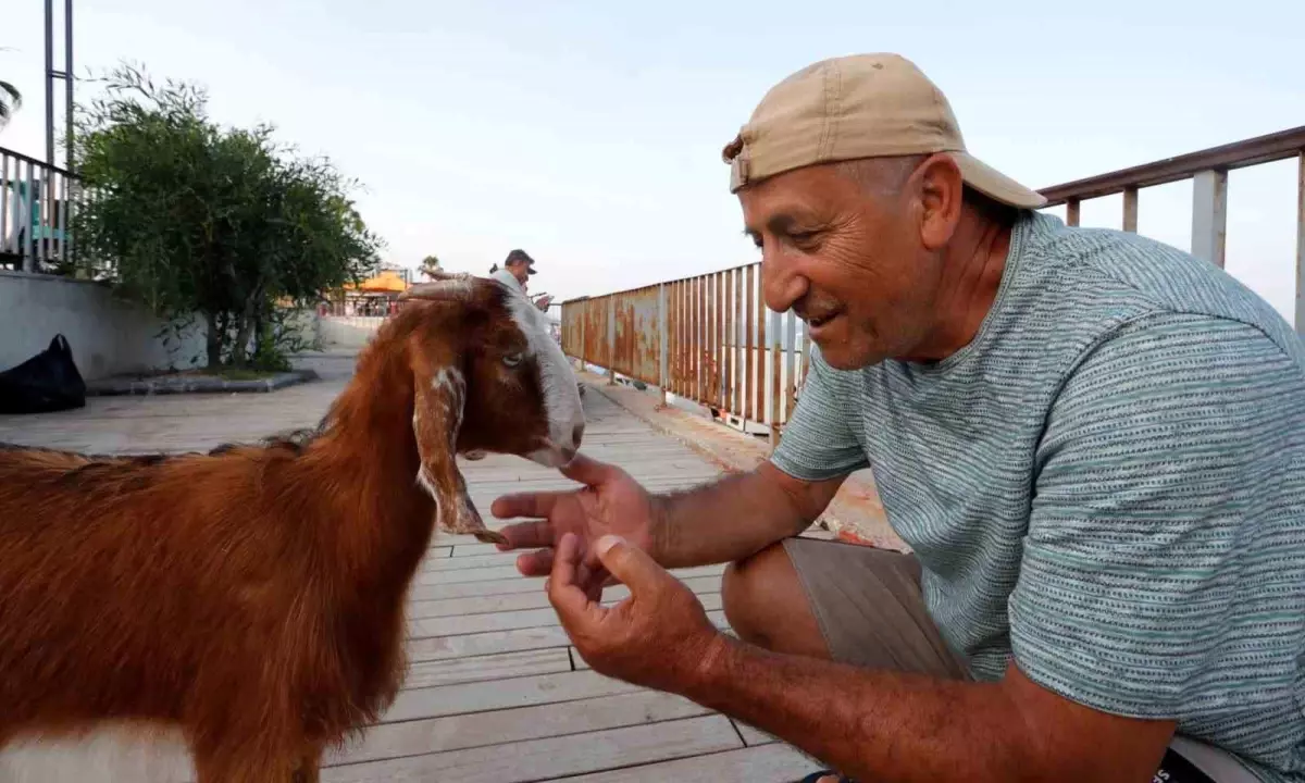 Antalya'da Oğlak Denize Girdi, Vatandaşları Şaşırttı