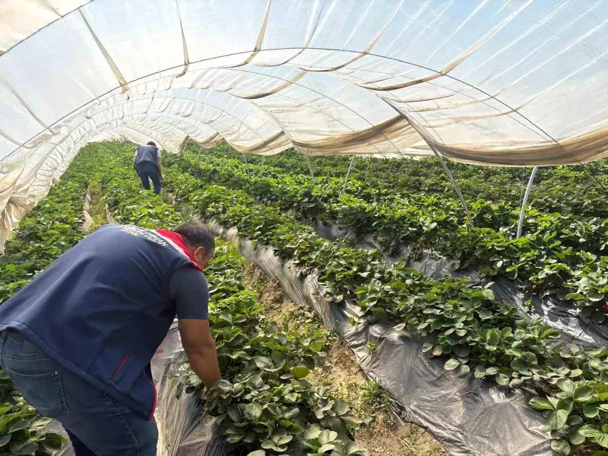 Koçarlı'da Çilek Hasadı Öncesi Pestisit Denetimi