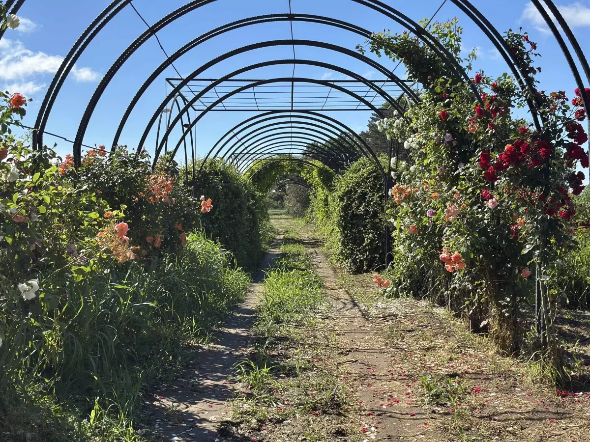 Edirne'de 'Koku Tüneli' ile Aromatik Bitkiler Tanıtılıyor