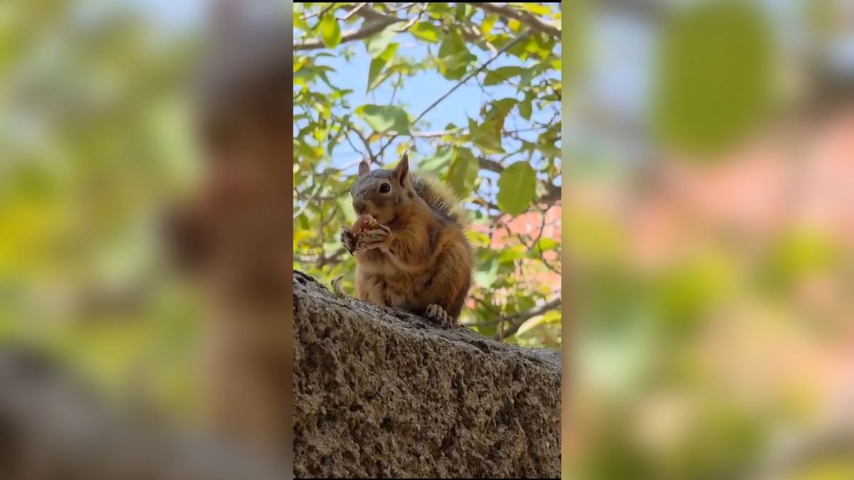 Zorkun Yaylası'ndaki Sincap Bayram Kömbesi Yiyor