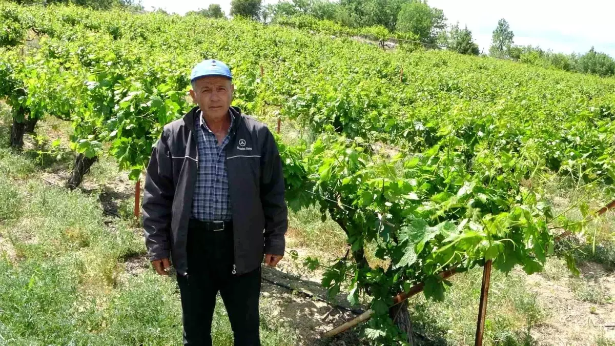 Zirai Don Malatya'nın Köhnü Üzümlerini Vurdu