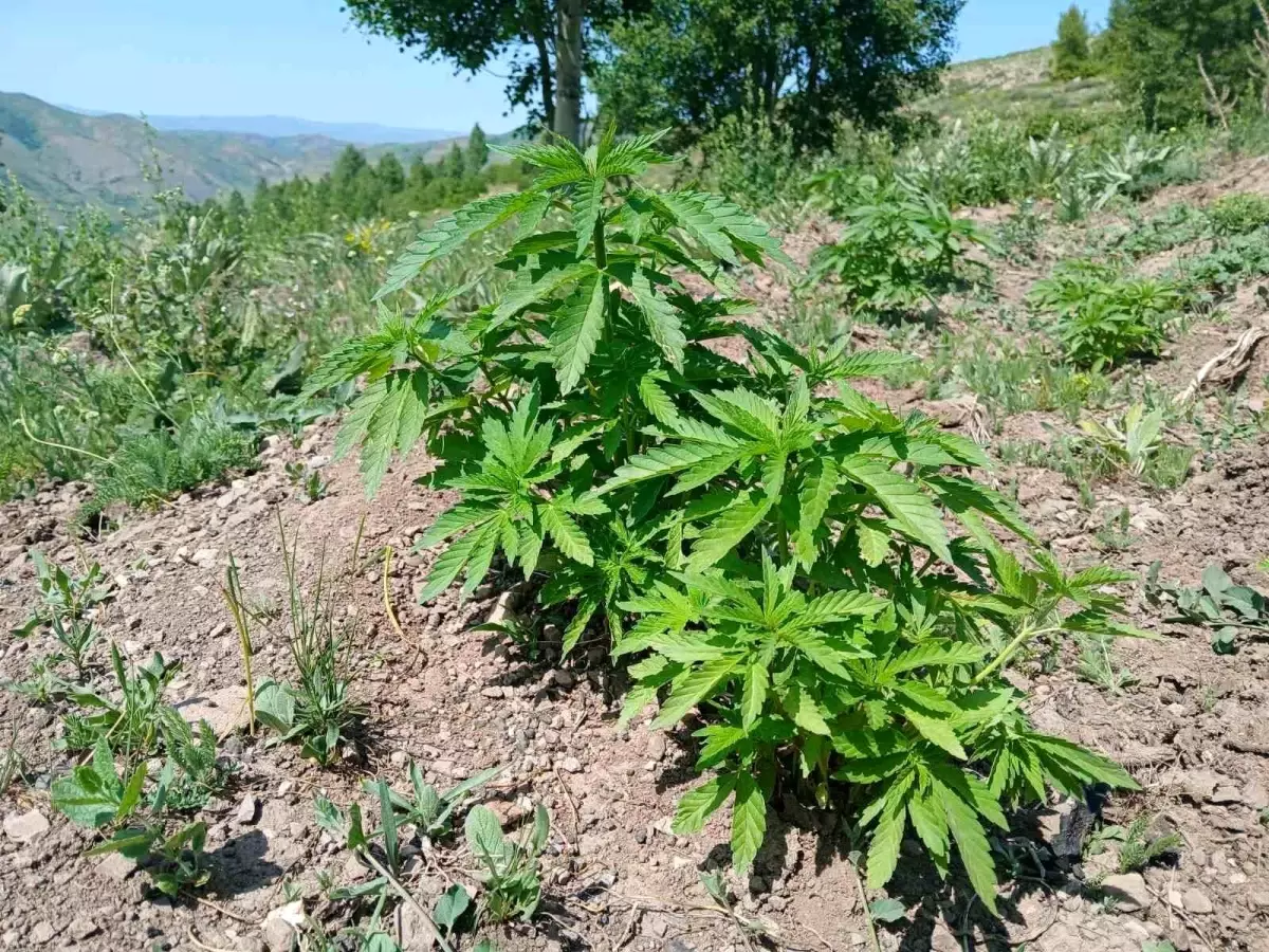Bingöl'de 700 Kök Kenevir ve 20 Kilogram Kıyılmış Tütün Ele Ge geçirildi