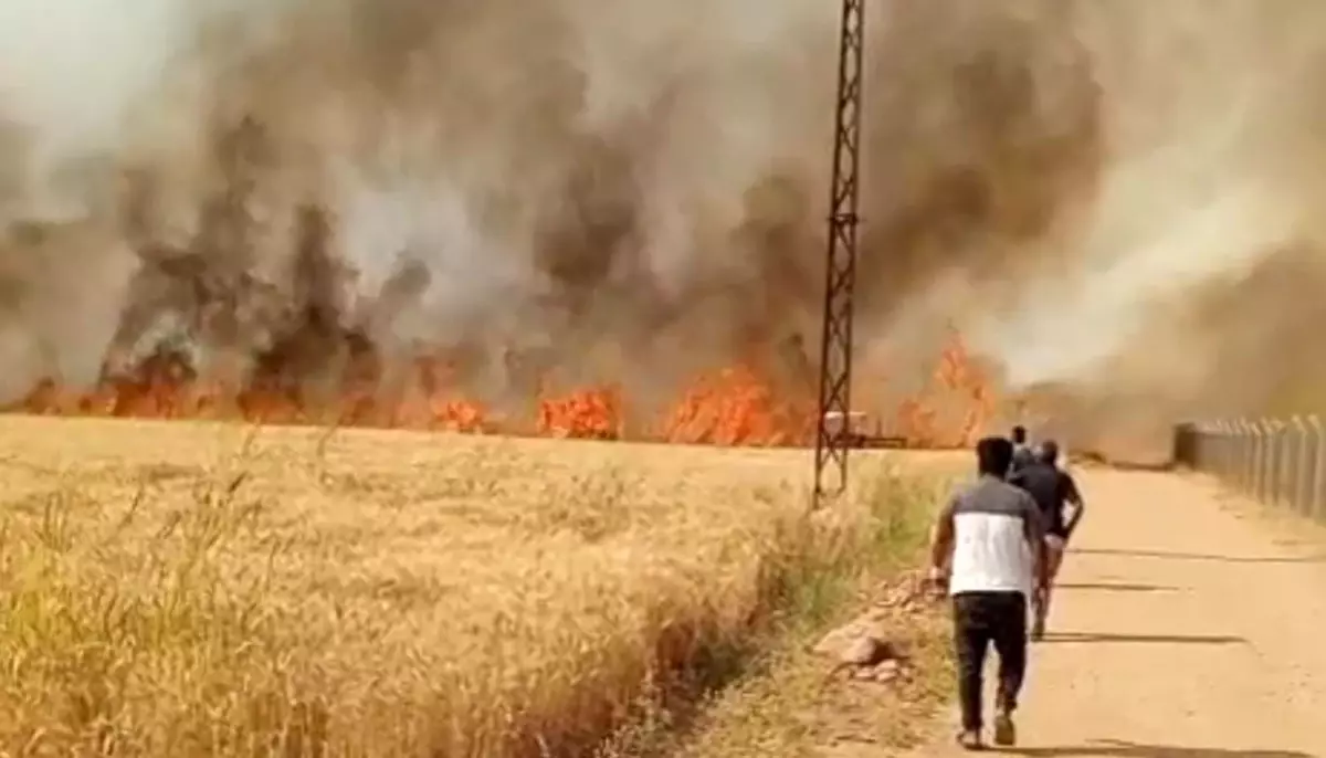 Şanlıurfa'da Buğday Tarlasında Yangın: 40 Dönüm Küle Döndü