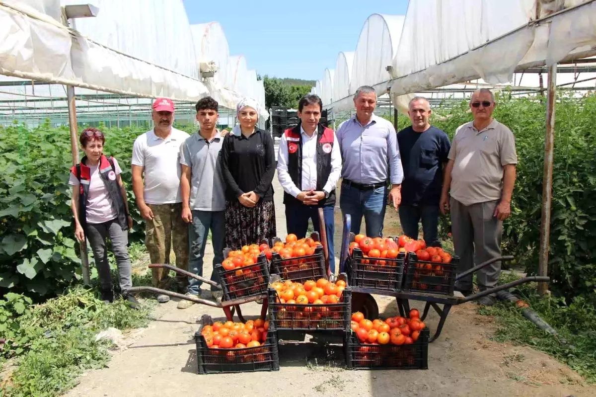 Amasya'da Domates Hasadı Başladı