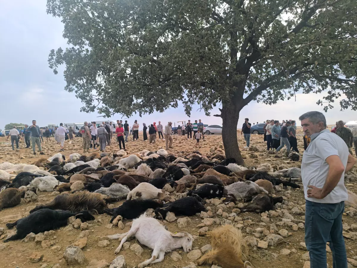 Şırnak'ta Yıldırım Düşmesiyle 99 Küçükbaş Hayvan Hayatını Kaybetti