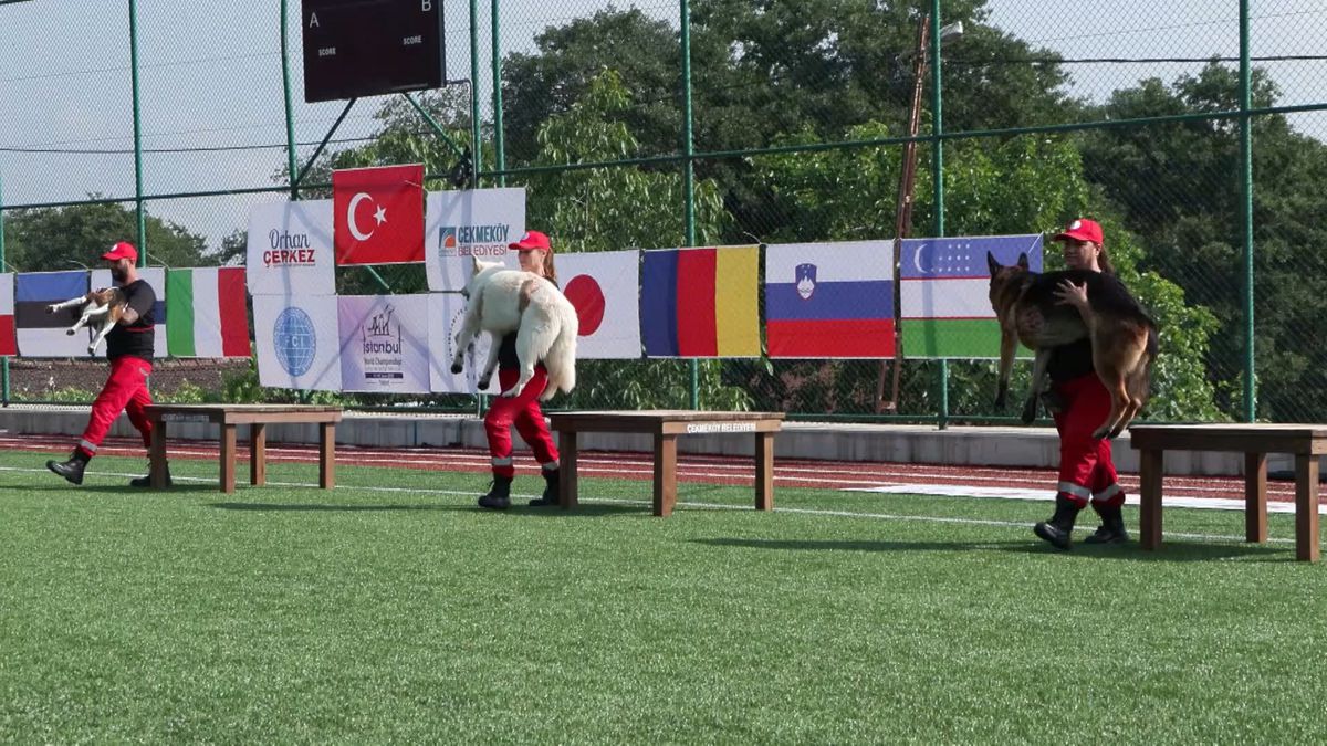9 ülkeden 27 arama kurtarma köpeği İstanbul'daki şampiyonada