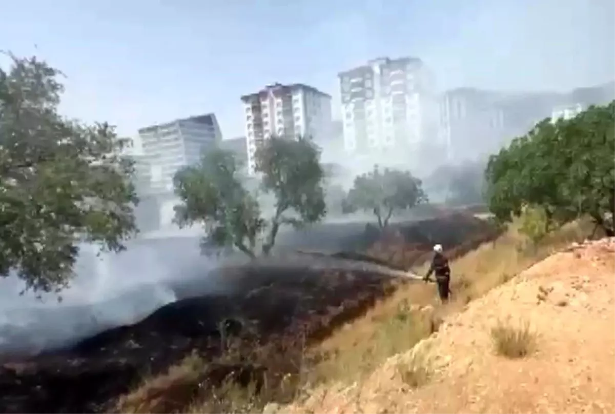 Kahramanmaraş'ta Zeytinlikte Yangın Çıktı