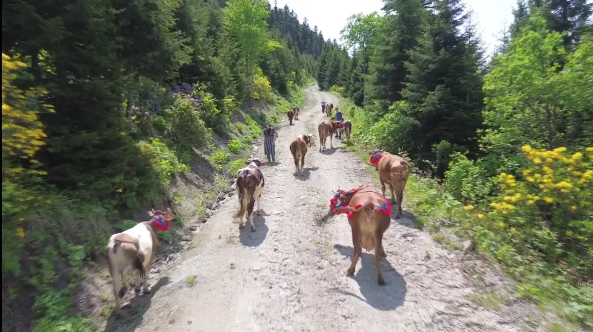 Doğu Karadeniz'de Yayla Göçü Renkli Görüntüler Oluşturuyor