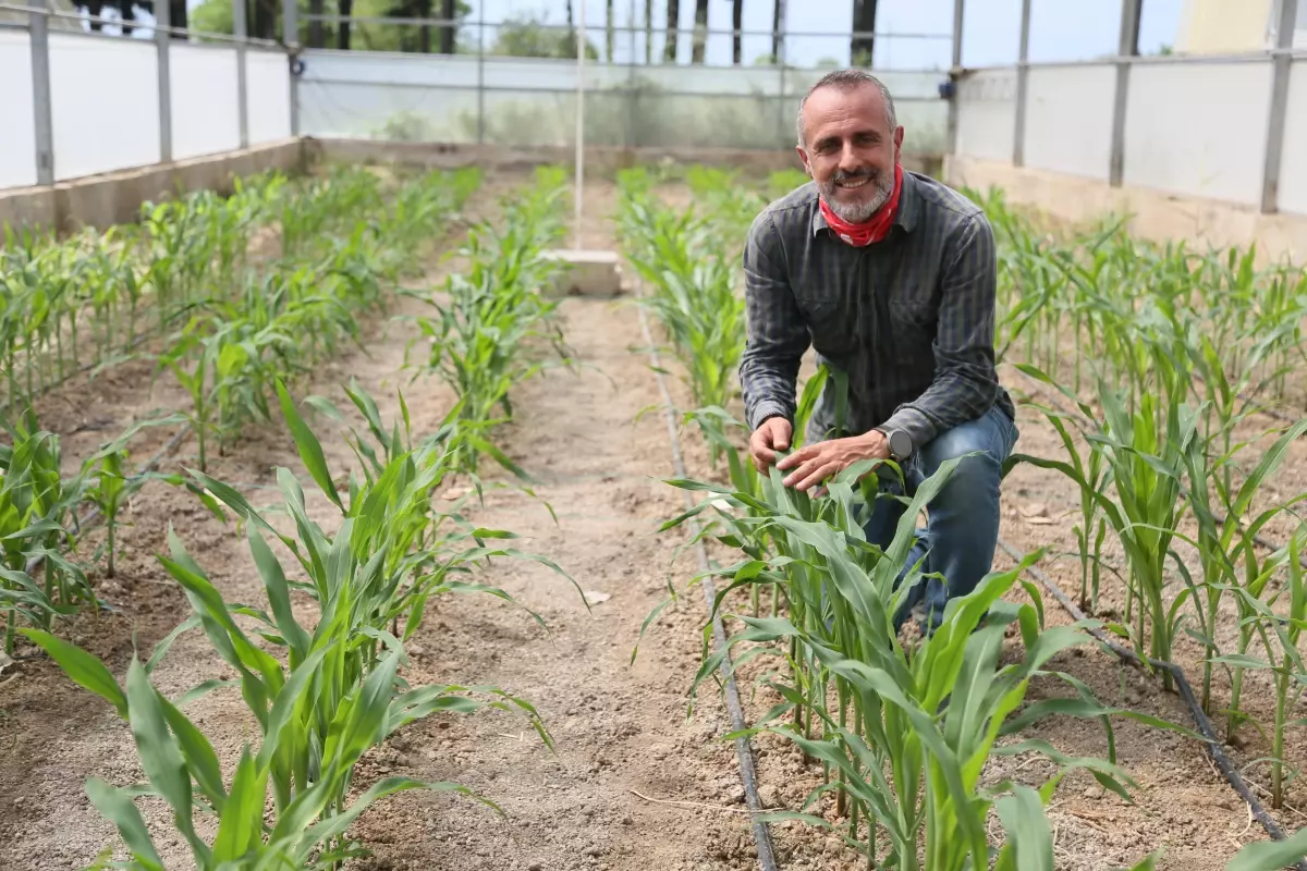 BATEM'den Su Tasarrufu Sağlayan Yerli Mısır Türleri