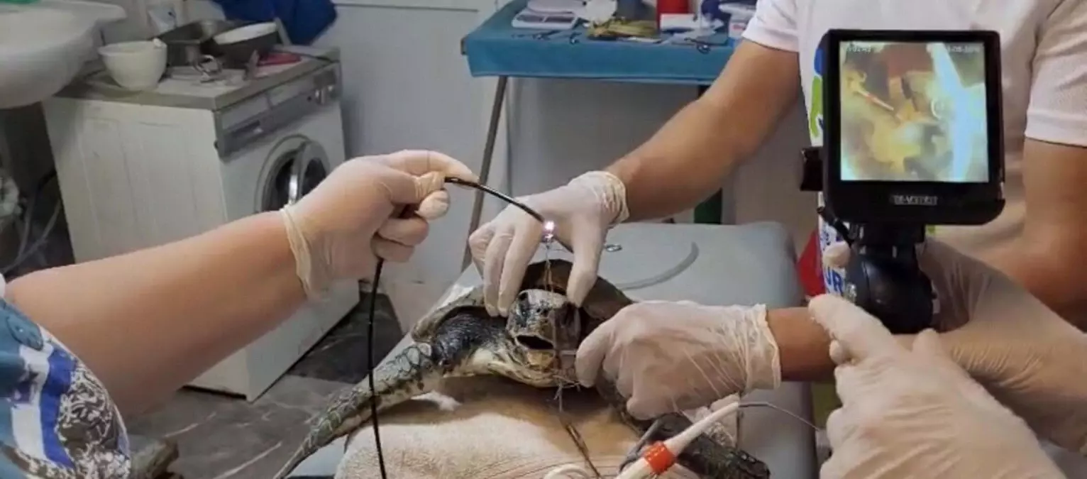 Akyaka'da Yaralı Caretta Caretta Kurtarıldı