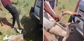 Savunmasız kanguruya yapılan işkence kan dondurdu
