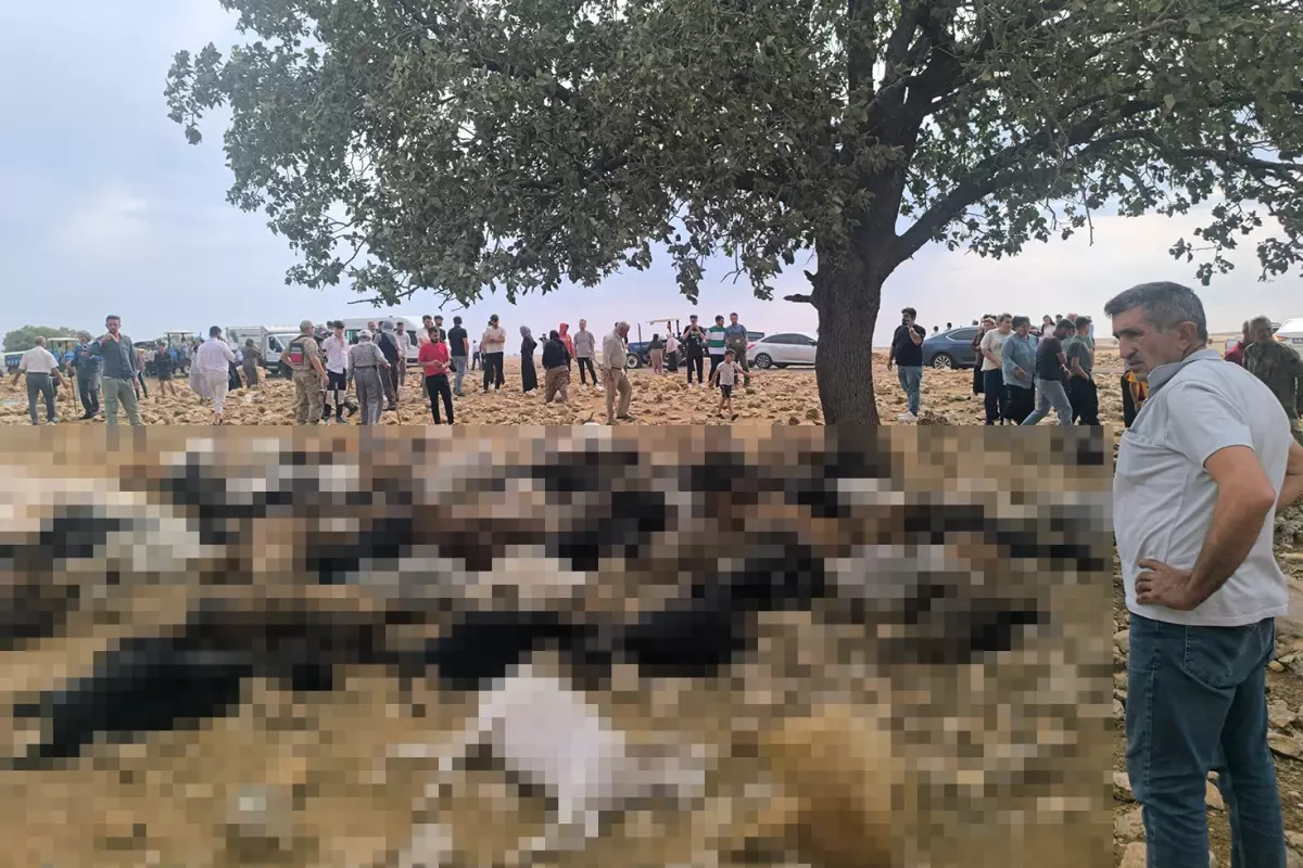 Şırnak'ta yıldırım isabet eden 99 küçükbaş hayvan telef oldu