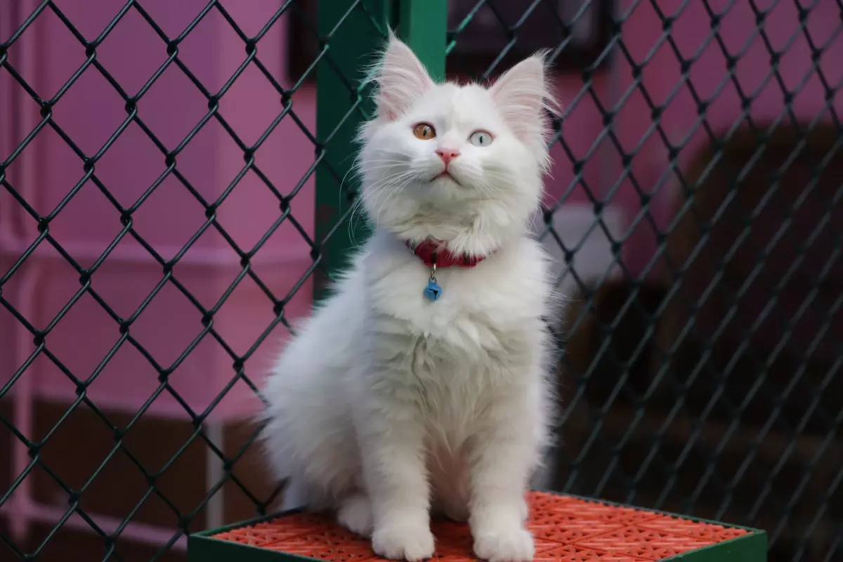 Van Kedi Villası'nda İlk Parti Doğumlar Tamamlandı