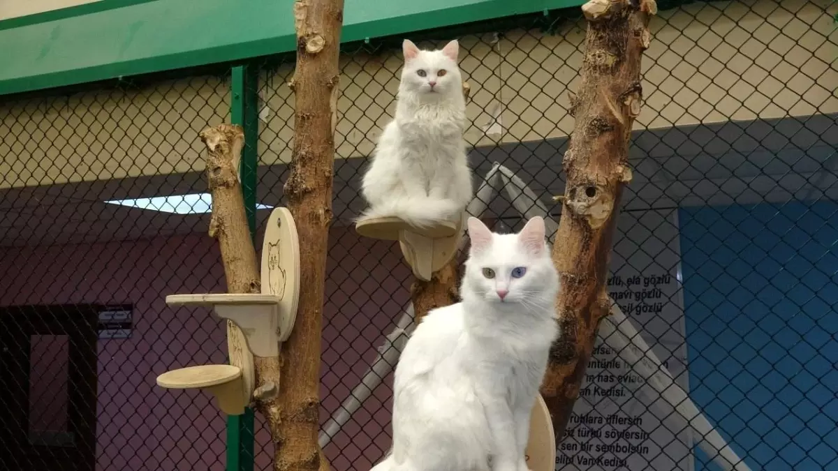 Van Kedi Villası, 2025'te Binlerce Ziyaretçiyi Ağırladı