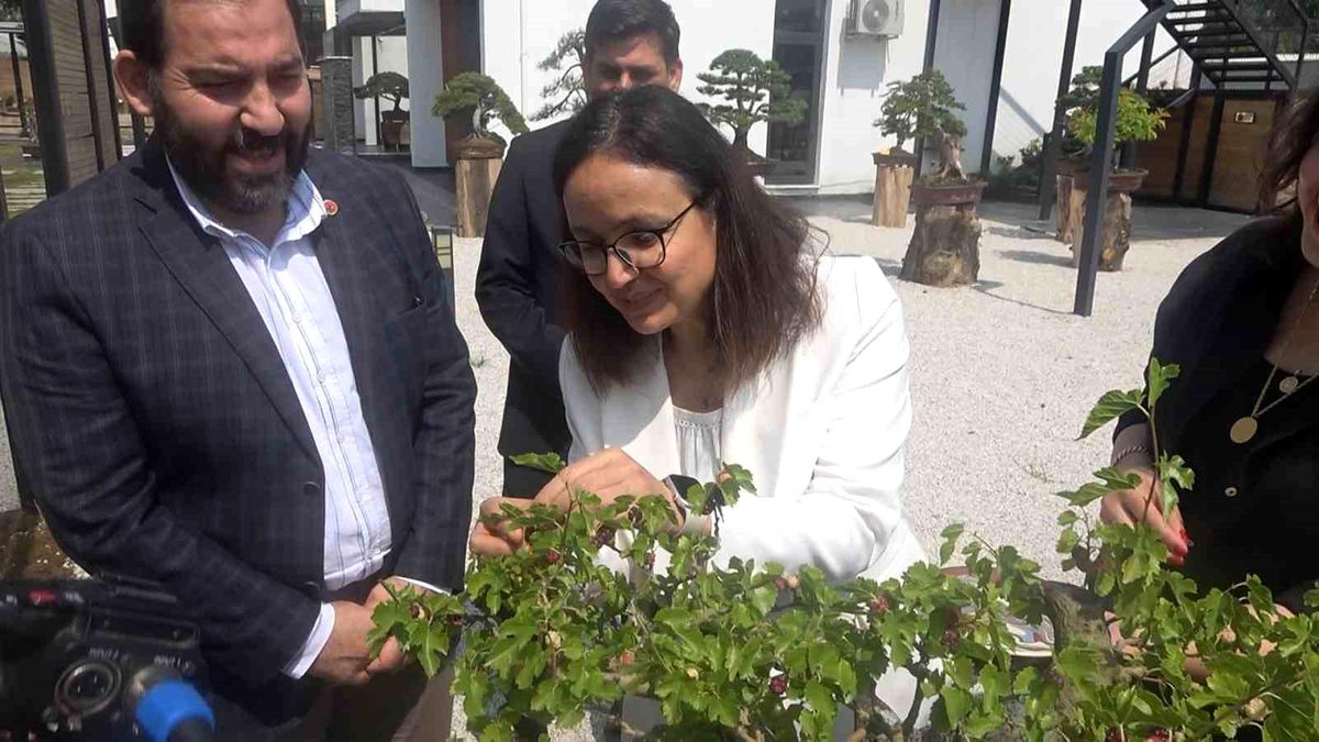 Yalova Bonsai Müzesi'nde İlk Meyve Hasadı Yapıldı