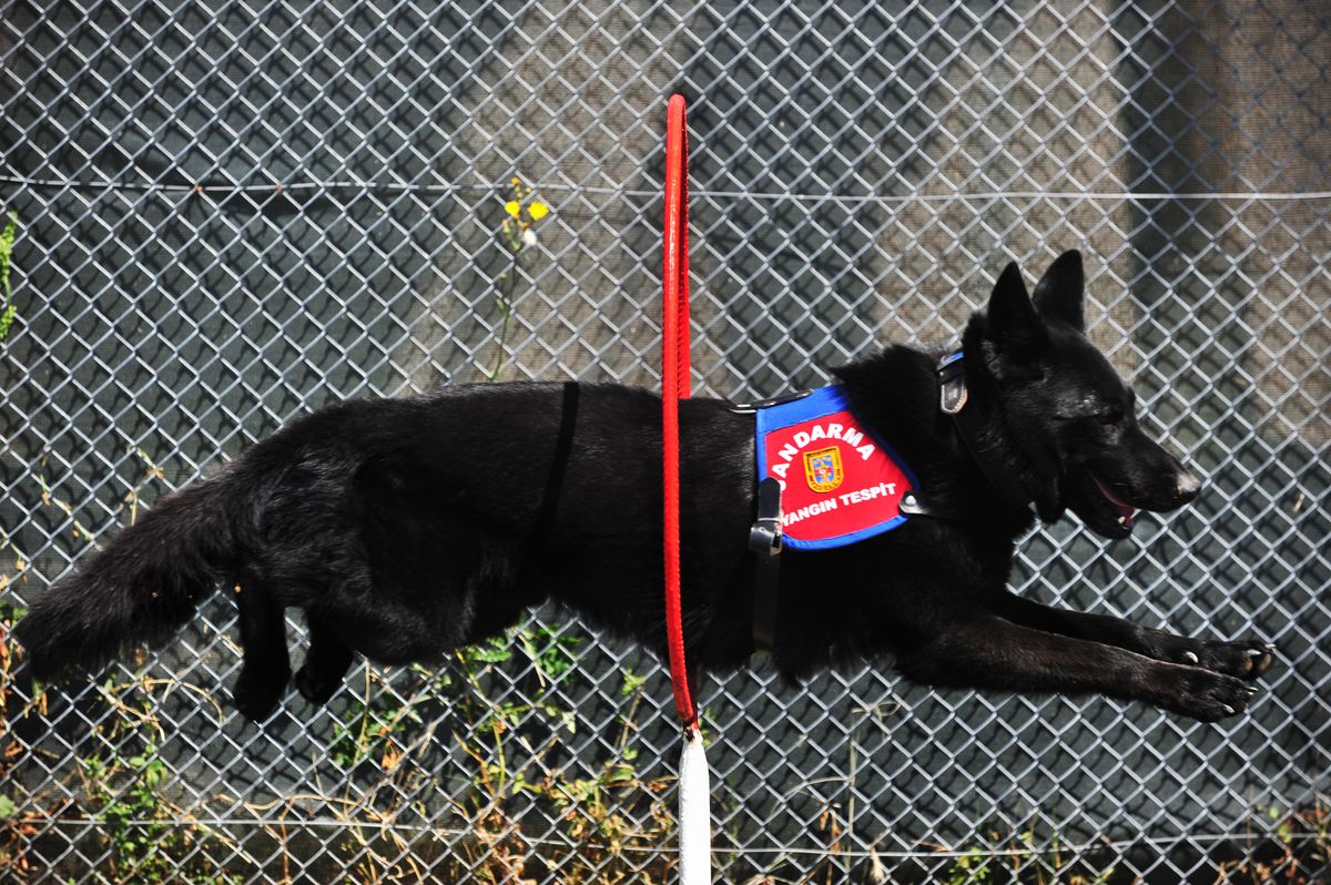 Bursa'da Yangın Tespit Köpeği 'Bronz' Göreve Başladı