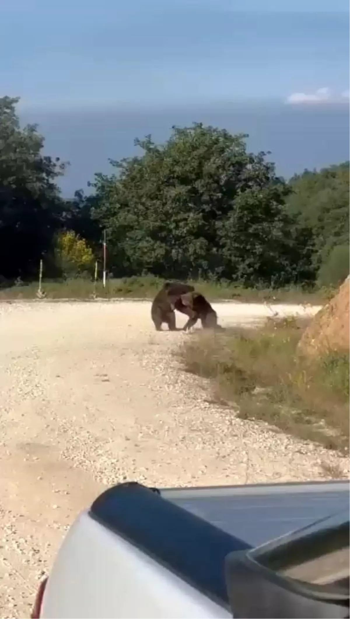 Bursa'da Ayıların Yolda Güreşi Korku Dolu Anlar Yaşattı