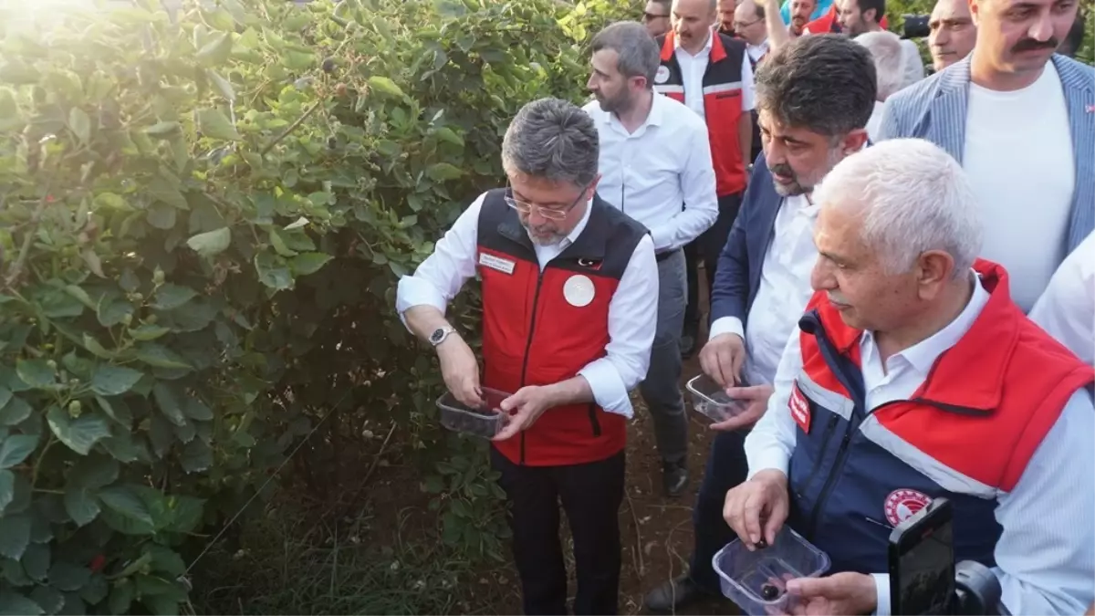 Siirt'ten Yılın İlk 4 Ayında 427 Ton Böğürtlen İhracı