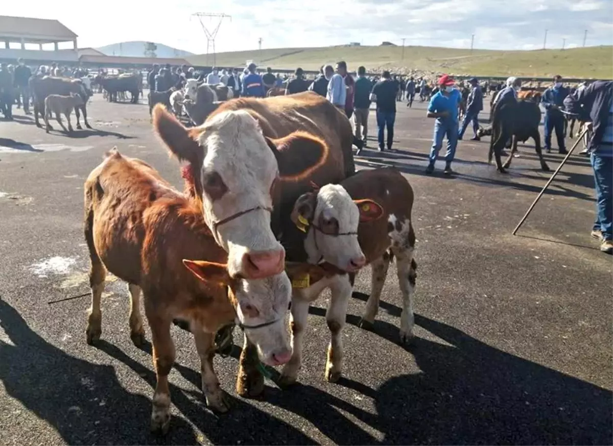 Bayburt'ta Şap Hastalığı Nedeniyle 14 Köy ve 4 Mahalle Karantinaya Alındı