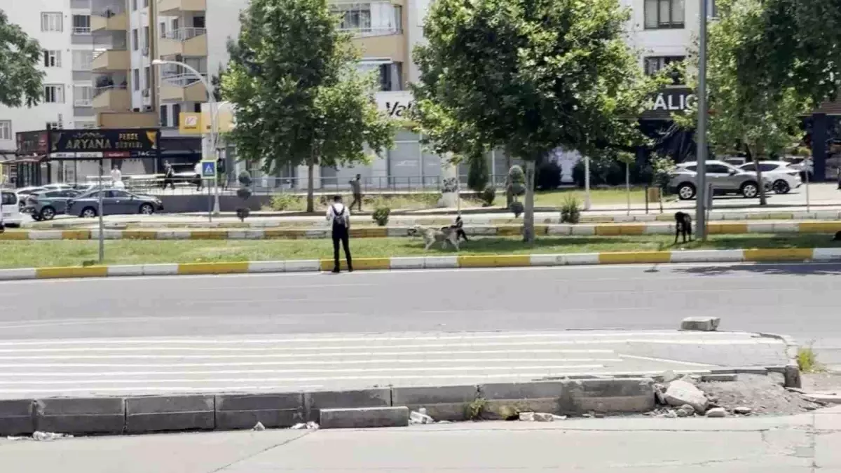 Diyarbakır'da Başıboş Köpekler Vatandaşları Korkuttu