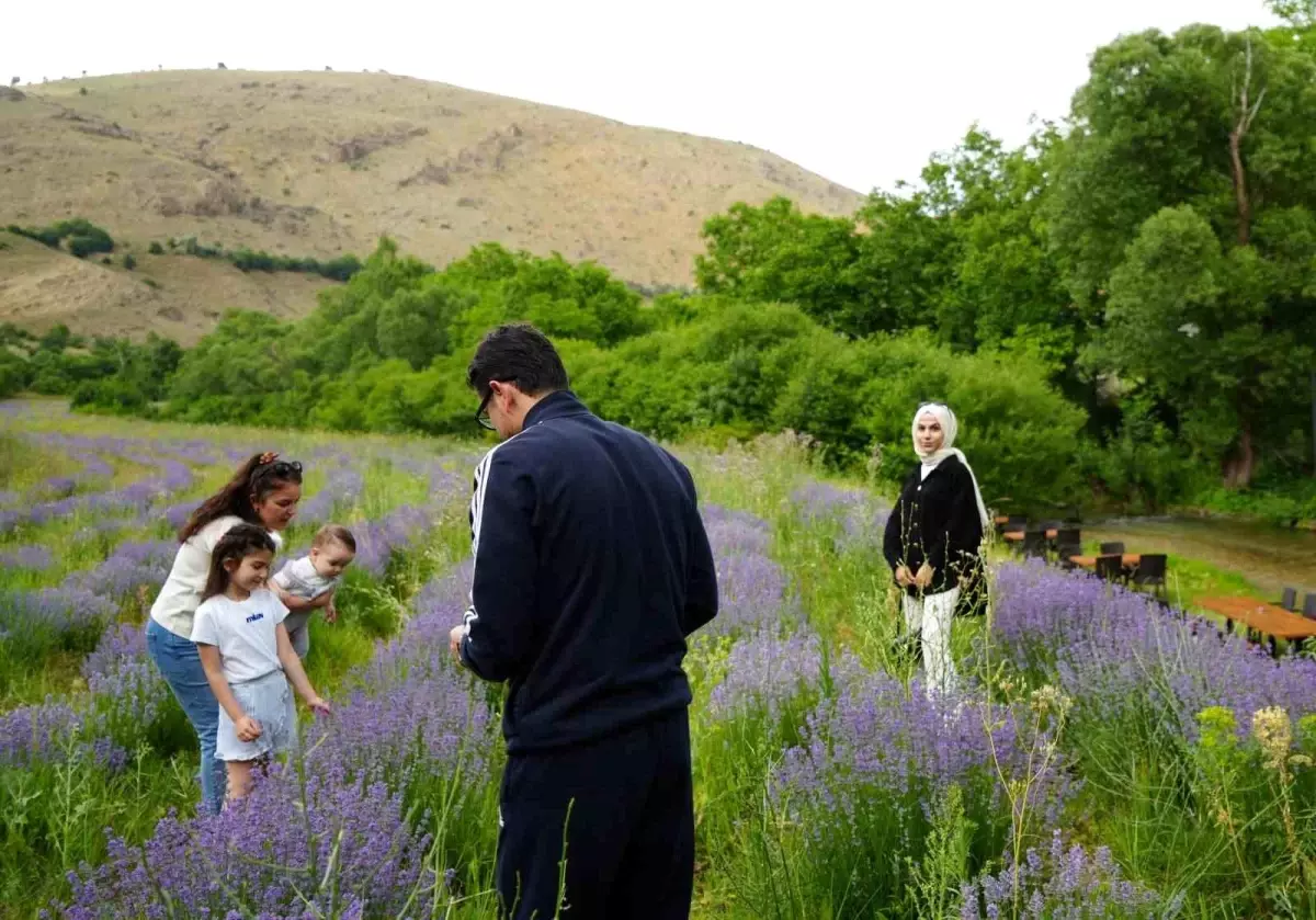 Erzincan'daki Lavanta Tarlaları, Ziyaretçi Akınına Uğruyor