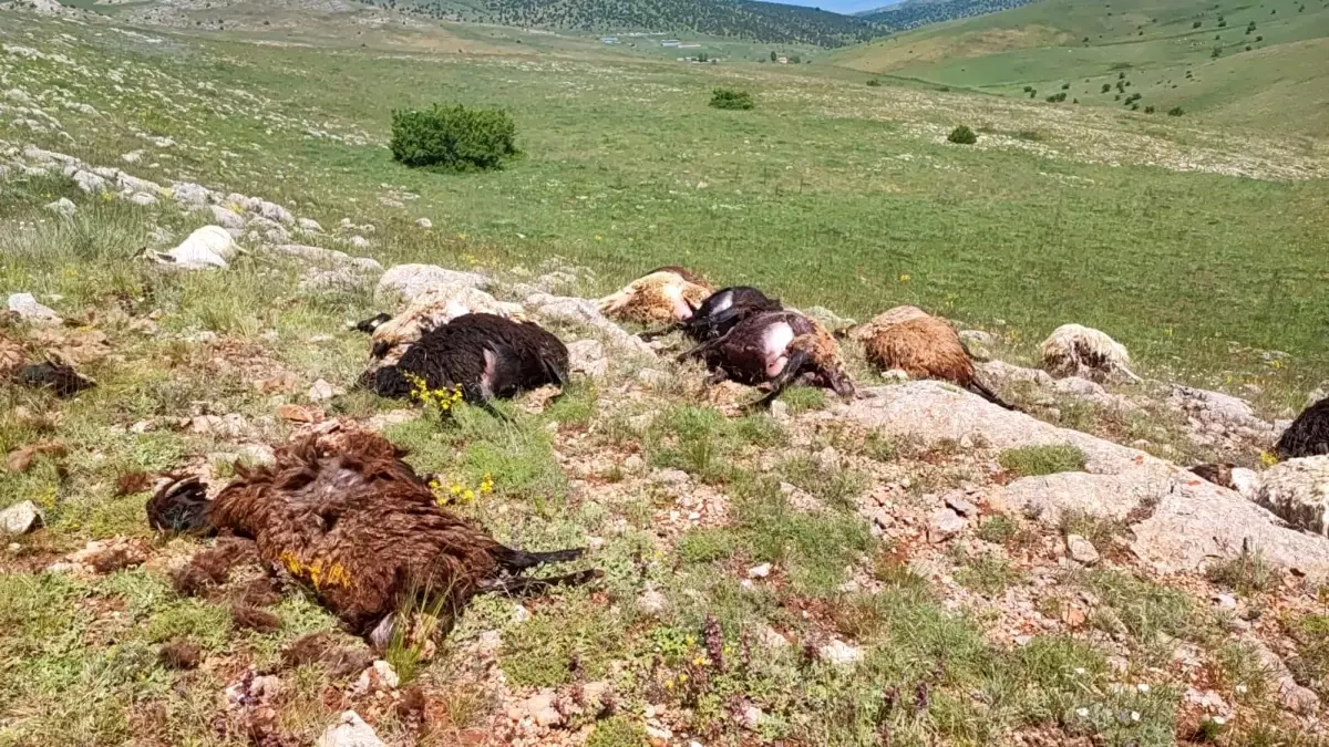 Kelkit'te Yıldırım Düşmesi Sonucu 18 Küçükbaş Hayvan Telef Oldu