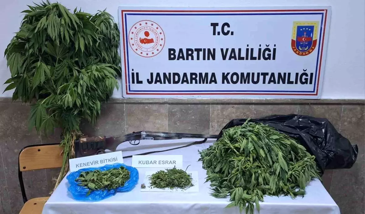 Bartın'da Jandarma Operasyonu: 6 Kilo Esrar ve 44 Kök Kenevir Ele Geçirildi