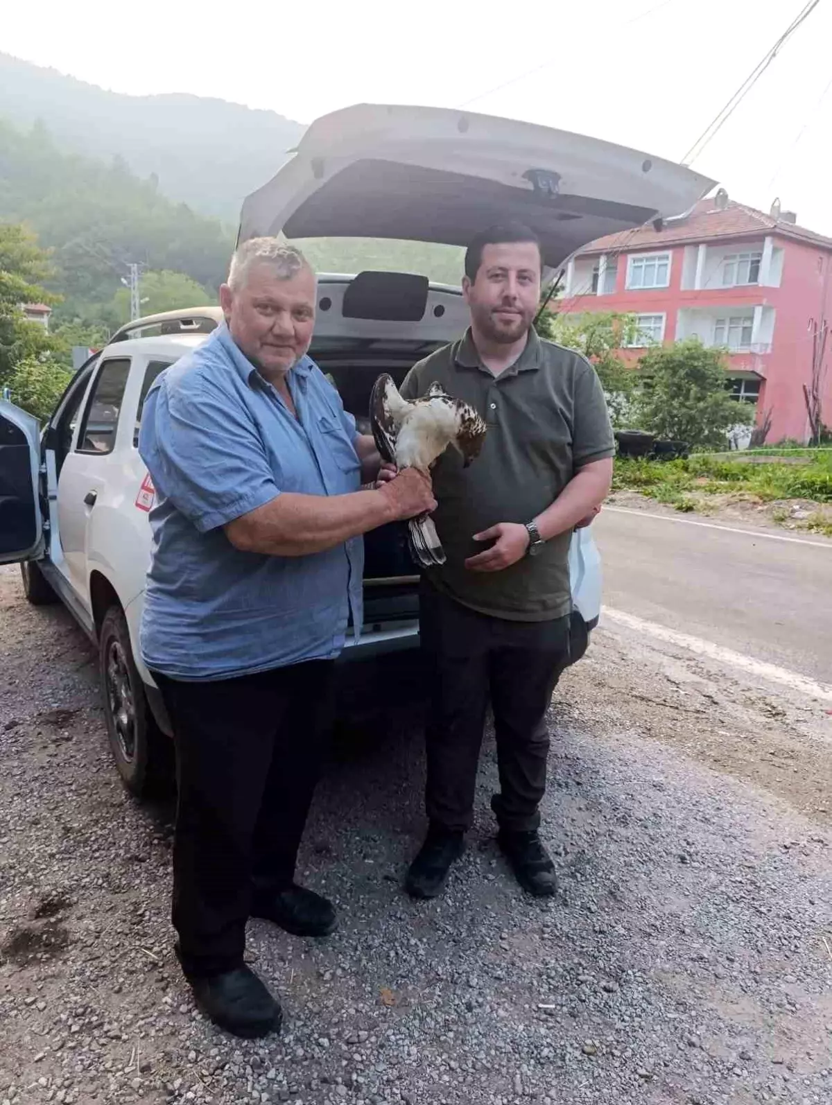Kastamonu'da Yaralı Şahin Tedavi Altına Alındı