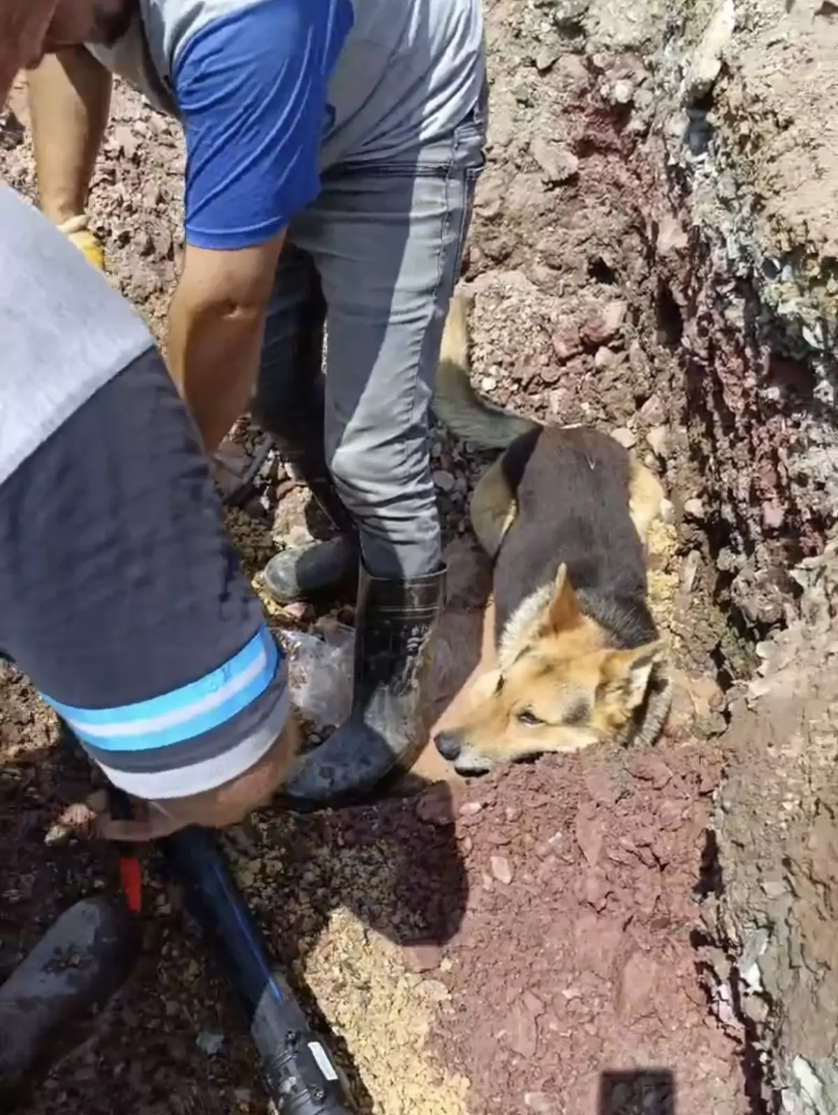 Kandıra'da Cesur Çoban Köpeği Su Birikintisine Girdi