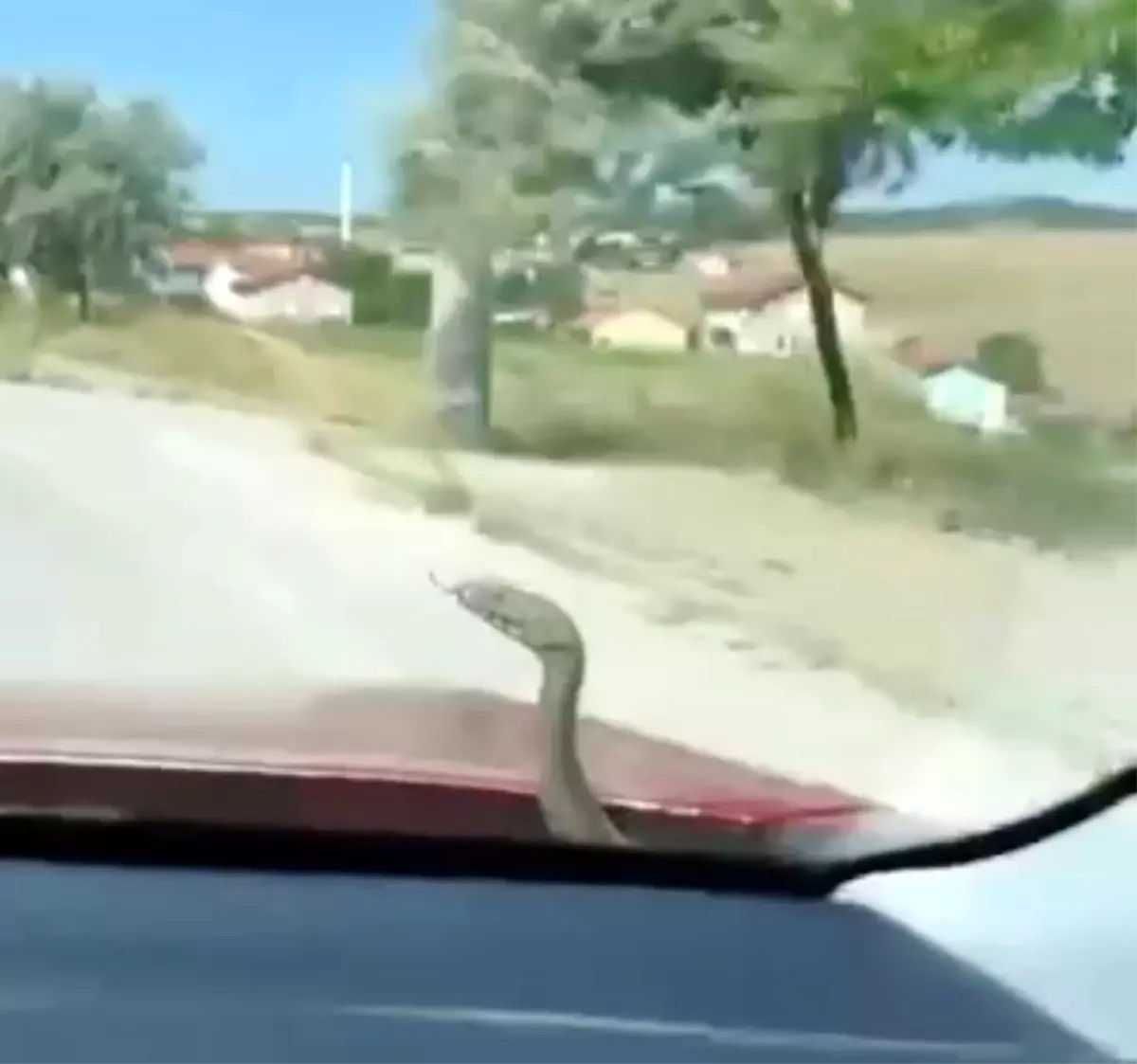 Tavşanlı'da Seyir Halindeki Araçta Yılan Şaşkınlığı