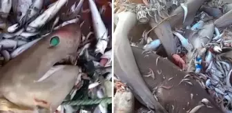 Mersin'de 8 köpekbalığı ağlara takıldı: Bunlar adamı yer