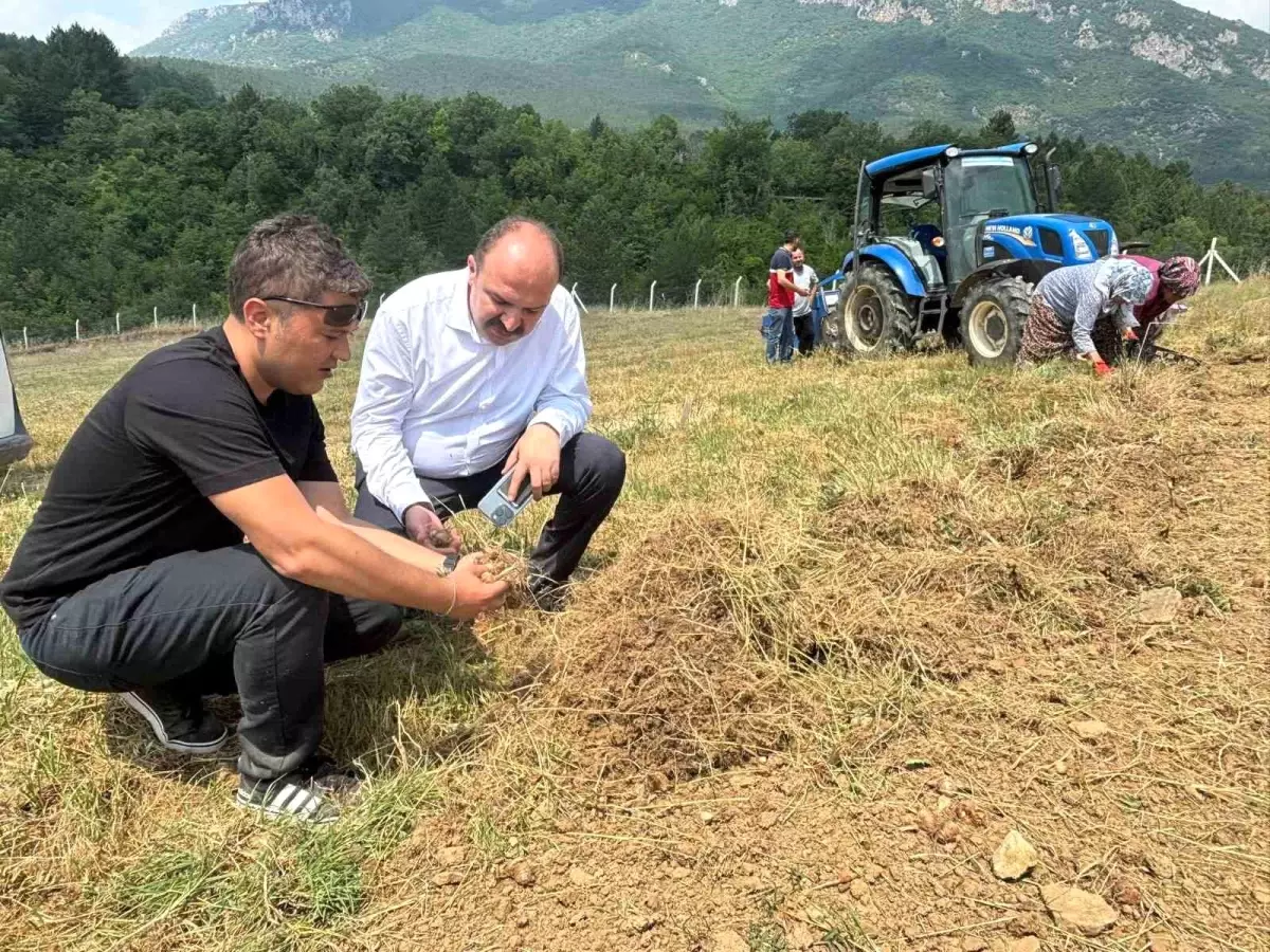 Safranbolu'da Safran Hasadı Başladı