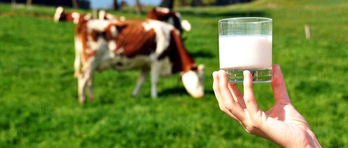Nisan Ayında İnek Sütü Toplama Miktarı %3,4 Azaldı