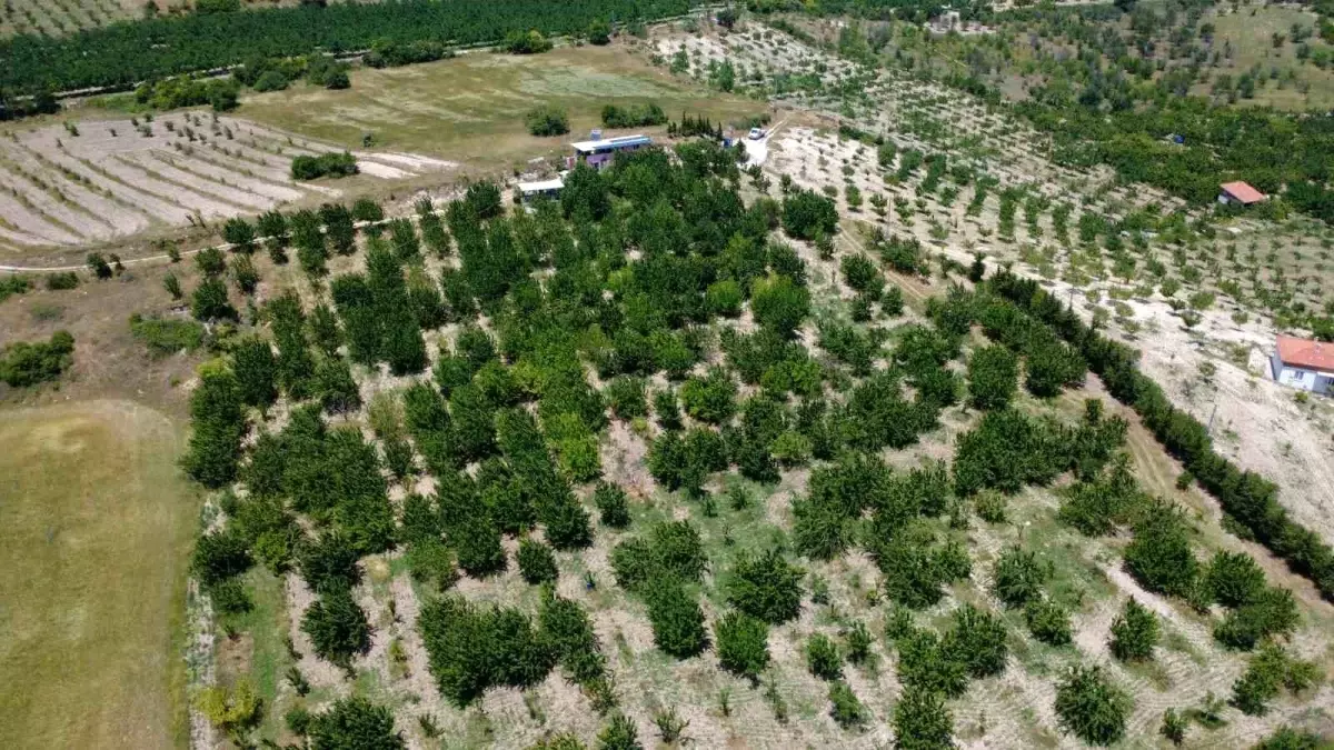 Demirci Kirazında Hasadın Başlangıcı ve İhracat