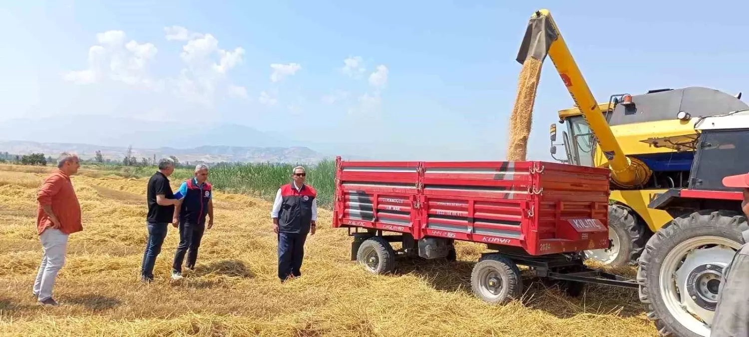 Denizli'de Buğday Hasadı Başladı