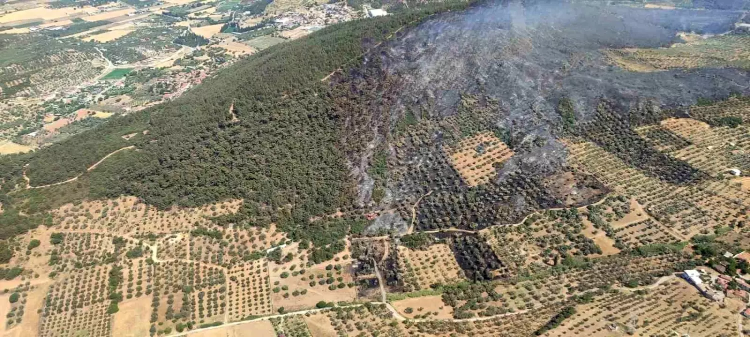 İzmir'de Orman Yangını Kontrol Altına Alındı, 4 Kişi Gözaltında