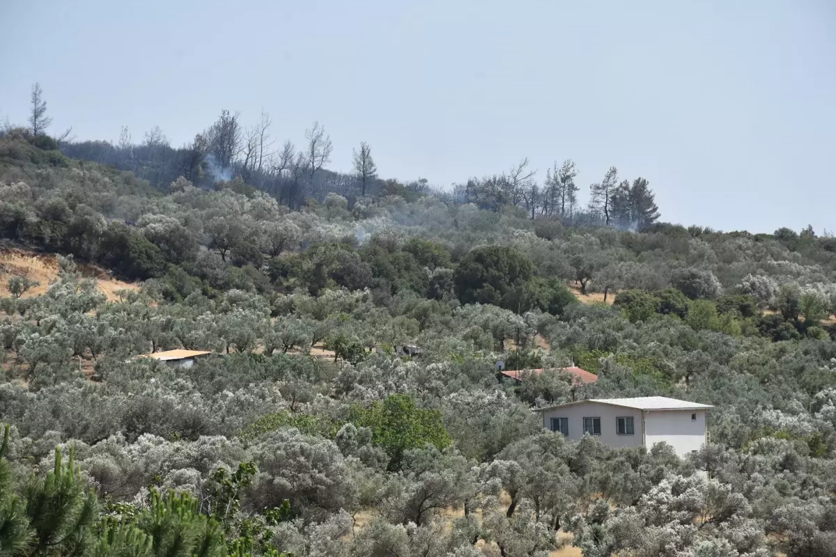 Foça'daki Orman Yangını Kontrol Altına Alındı