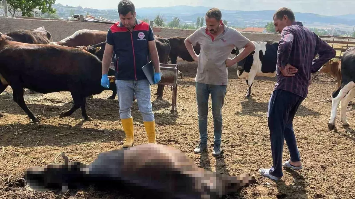 Kırıkkale'de Yıldırım Düşmesi 6 Büyükbaş Hayvanı Telef Etti