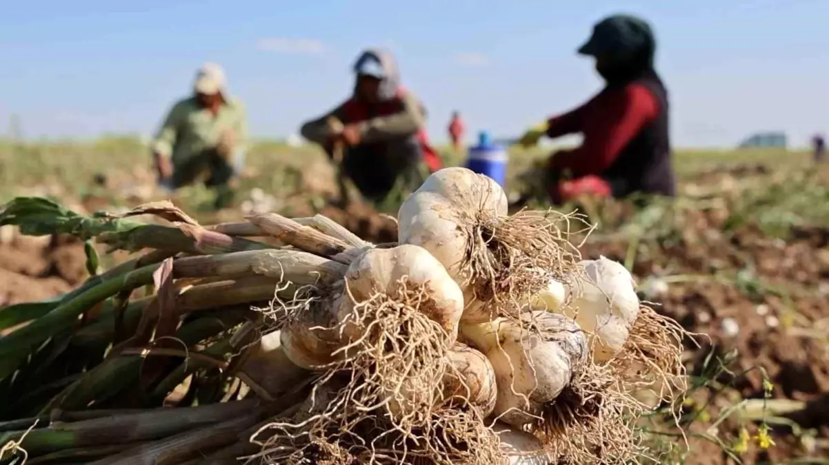 Aksaray'dan Dünyaya Organik Sarımsak İhracı Başladı