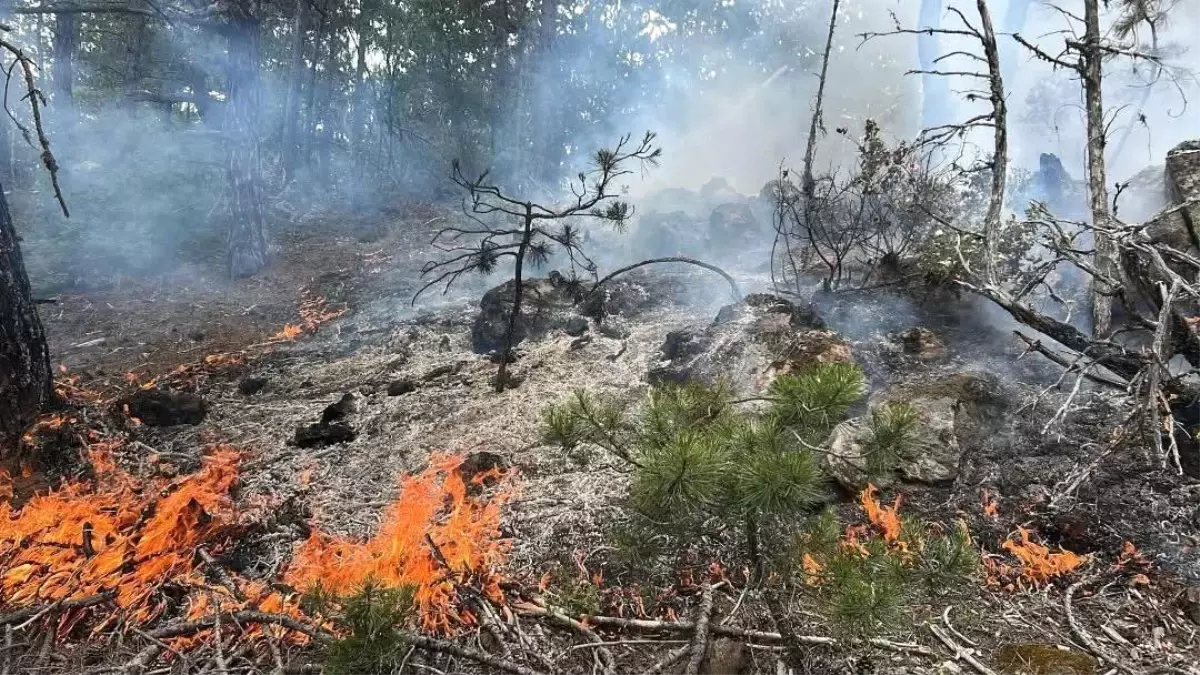 Kastamonu'da Orman Yangını Hızla Söndürüldü